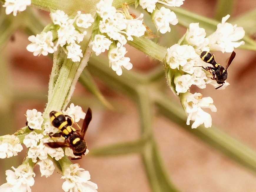 Piccoli Leucospidae